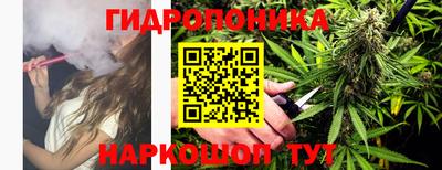 шишки Изобильный